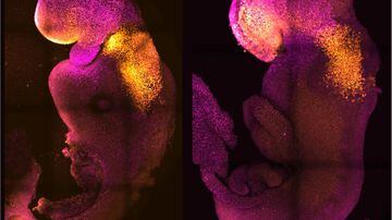 Façanhapode fornecer as bases para a criação de embriões humanos em laboratório no futuro. Foto: M. Zernicka-Goetz