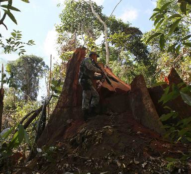 Homens da Polícia Ambiental fiscalizam desmatamento ilegal de árvores no Parque Nacional Jamanxim, na Amazônia, próximo ao município de Novo Progresso, no Pará, em maio de 2017