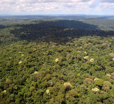 Floresta Nacional do Jamanxim,localizadano Pará, continua a ser o principal alvo