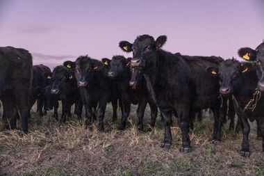 Uruguai exporta aproximadamente 80% de sua carne bovina, ganhando cerca de US$ 3 bilhões por ano