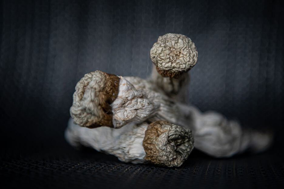 Os cogumelos que produzem psilocibina, uma droga psicodélica natural.