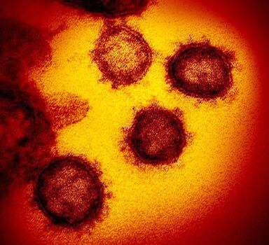 Coronavírus visto de uma imagem de microscópio