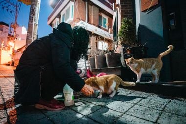 Hwang disse que sua rotina noturna de alimentação de gatos permite que ela observe silenciosamente não apenas os gatos, suas musas favoritas, mas também sua vizinhança em mudança.