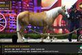 Lira compra cavalo de R$ 200 mil em leilão de Wesley Safadão com égua de R$ 8,4 milhões