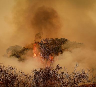 Fogo queima árvores no Pantanal do Mato Grosso