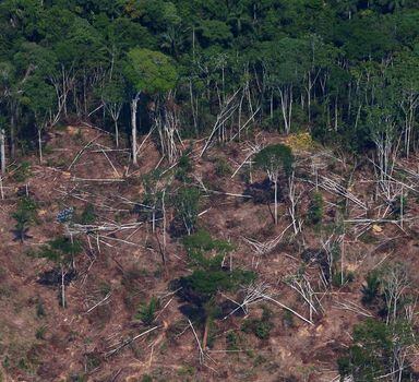 Perda vegetal na Amazônia paraense:especialistas defendem desmatamento zero
