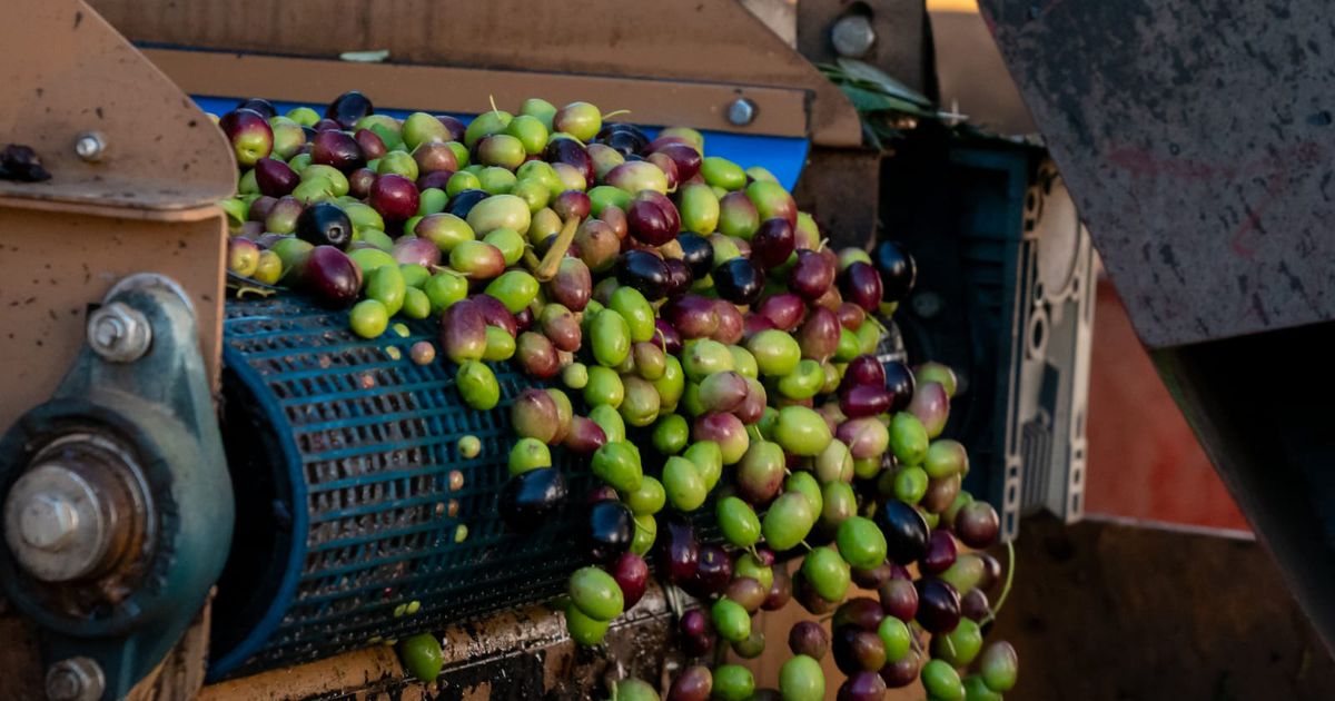 ¿Por qué el aceite de oliva español está considerado uno de los mejores del mundo?