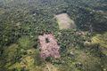 Operação militar na Amazônia infla dados de combate ao desmatamento