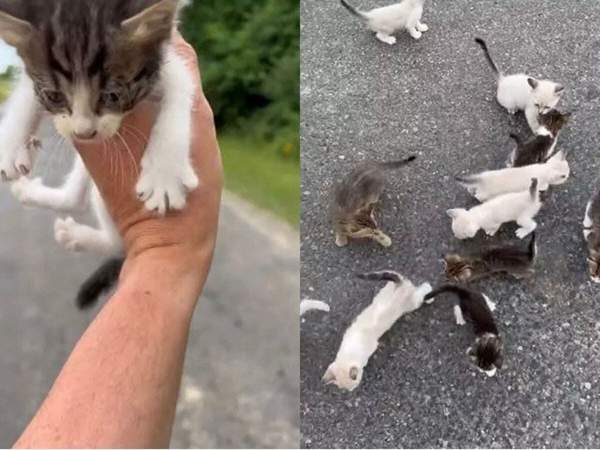 Homem resgata gato na rua e é 'emboscado' por mais 12 filhotes; veja!