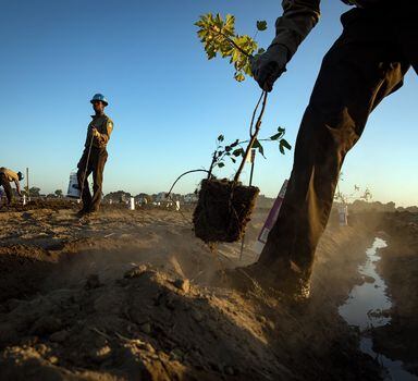 Membros do Corpo de Conservação da Califórnia plantam árvores