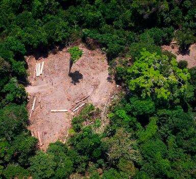 A divulgação das informações de desmatamento tem incomodado profundamente o governo