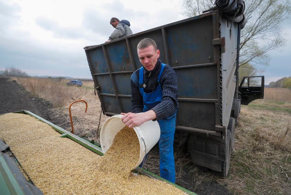 Fazendeiro ucraniano despeja aveia em contêiner