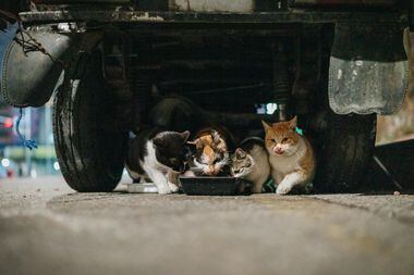Quatro gatos vadios se alimentando de comida fornecida pela Sra. Hwang. Cerca de um quinto de sua obra poética foi relacionada a gatos.