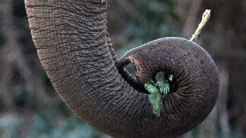 Berlin (Germany), 04/01/2024.- An elephant handles a Christmas tree branch with its trunk in an enclosure at the Berlin Zoological Garden in Berlin, Germany, 04 January 2024. The Berlin Zoological Garden feeds traditionally non-sold, untreated, leftover Christmas trees to animals. (Alemania) EFE/EPA/CLEMENS BILAN
