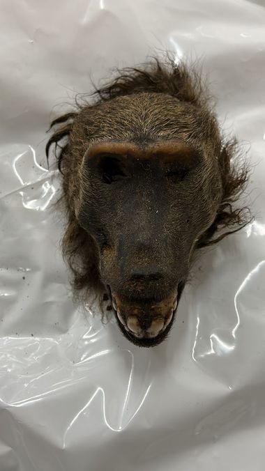 Uma cabeça de babuíno — espécie protegida internacionalmente — foi uma das apreensões da Operação Hermes
