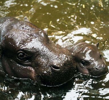 O filhote, chamado de Ayoka,nadou junto com sua mãe, que não foi nomeada. Ambos vivem no mesmo zoo, na Alemanha.
