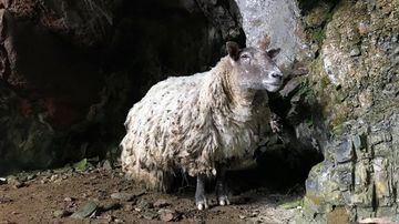 A photo provided by the animal rights group Animal Rising shows the sheep named Fiona, who was rescued on Saturday, Nov. 4, 2023, after spending at least two years at the bottom of a Scottish cliff. (Animal Rising via The New York Times)   Ñ NO SALES; FOR EDITORIAL USE ONLY WITH NYT STORY SLUGGED BRITAIN LONELY SHEEP BY CLAIRE MOSES FOR NOV. 6, 2023. ALL OTHER USE PROHIBITED. Ñ. Foto: Animal Rising via The New York Times