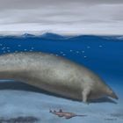 In this 2023 artist illustration by Alberto Gennari, Perucetus colossus is reconstructed in its coastal habitat, with an estimated body length: ~20 meters. A new species of ancient whale might be the heaviest animal ever found. Researchers describe the new species named Perucetus colossus, or “the colossal whale from Peru," in the journal Nature on Wednesday, Aug. 2, 2023. (Alberto Gennari/Nature via AP). Foto: Alberto Gennari/Nature via AP