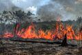 Por que a fumaça de queimadas na Amazônia e no Pantanal afeta a saúde de quem está em SP