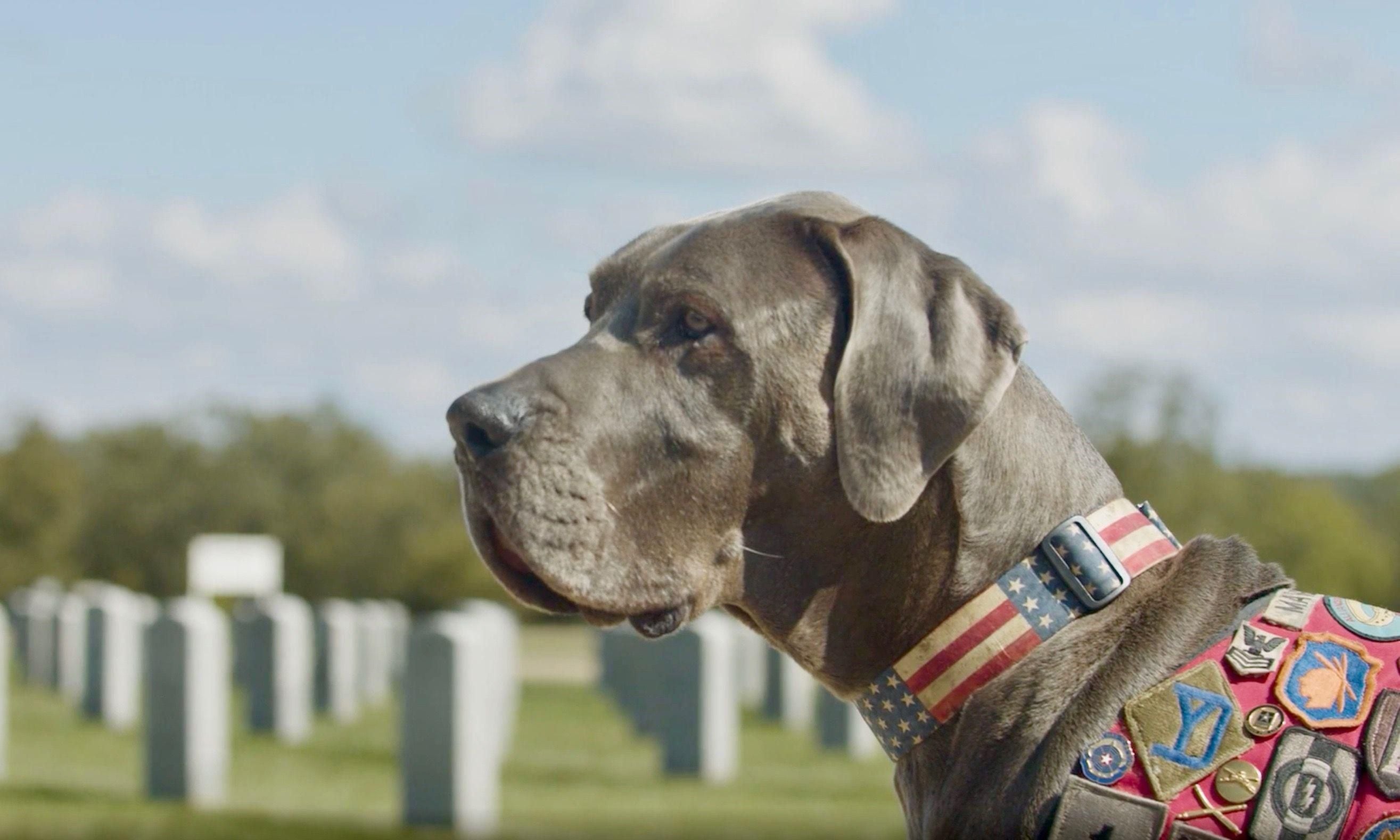 Cachorro da raça dogue alemão é reconhecido como 'herói' nos