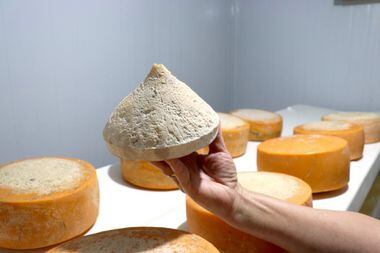 O montanha, de formato cônico, é defumado depois de curado, se inspira no formato do queijo espanhol tetilla FOTO: Matheus Shimono/Prefeitura de Ibiúna
