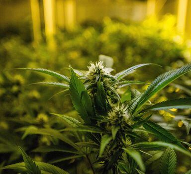 Anvisa liberou venda de produtos feitos com cannabis para uso medicinal em farmácias