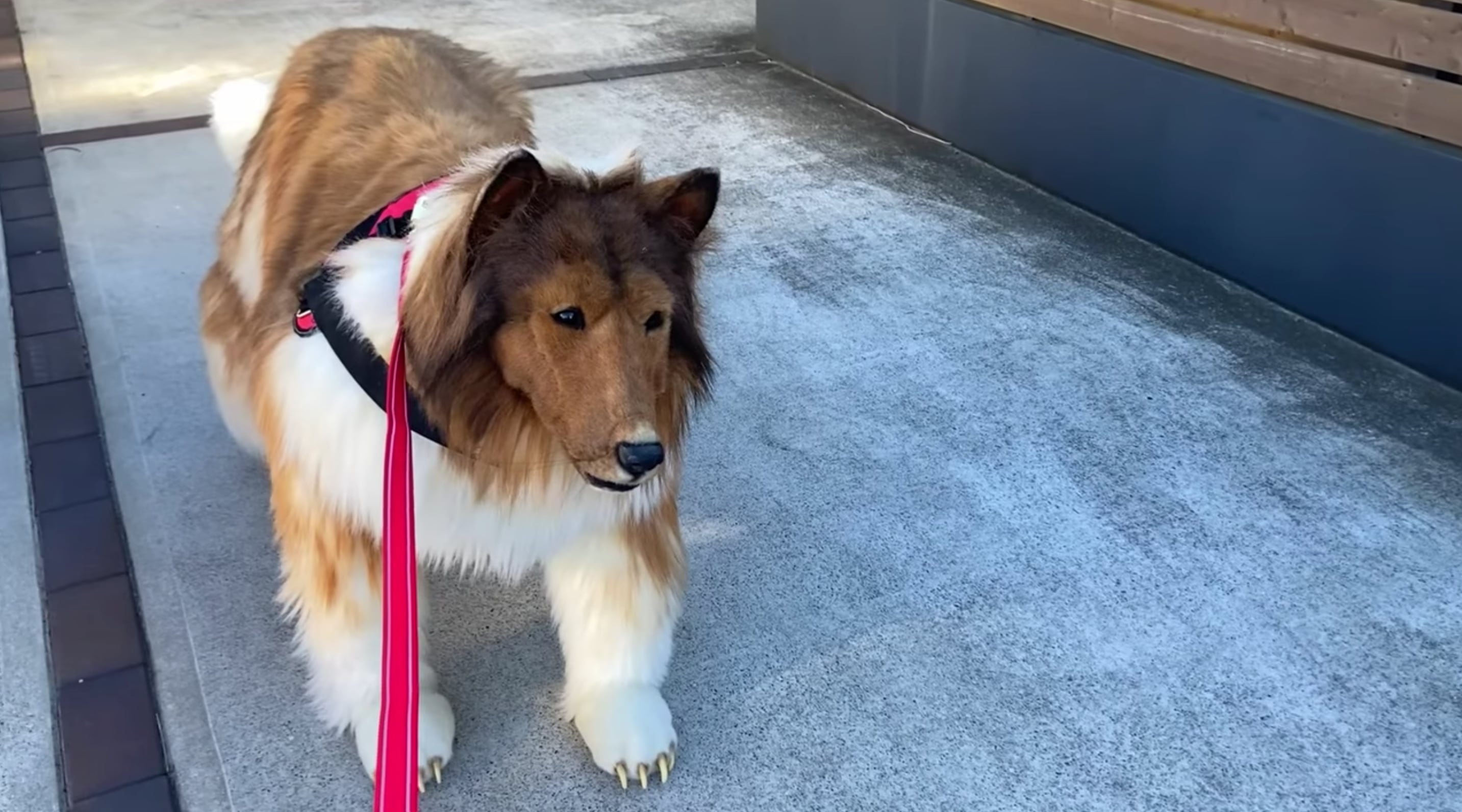 Japonês compra fantasia realista de cachorro de R$72 mil e passeia com ela;  veja vídeo - Estadão
