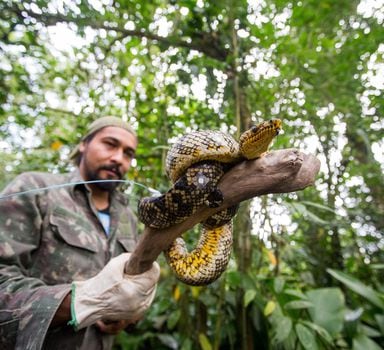 Momento da soltura da cobra Corallus cropanii, já com o sistema de transmissão instalado, de extrema importância para o rastreamento de seu comportamento na selva
