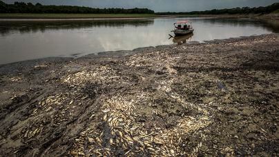 Peixes mortos no Lago do Piranha, em Manacapuru, no Amazonas; Estado enfrenta uma seca histórica Foto: Raphael Alves/EFE - 27/09/2023