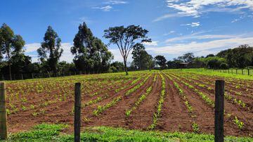 Plantio em pastagem de fazenda de Uberaba que integra o projeto FIP Paisagens Rurais. Foto: Faemg Senar/Divulgação