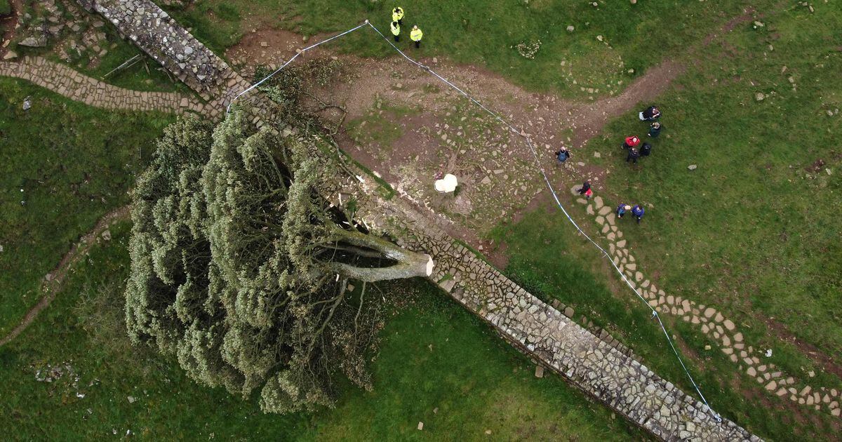 The 200-year-old tree that appeared in Robin Hood was deliberately cut down by youths