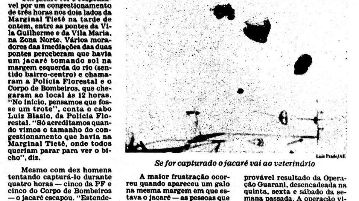 Jacaré no Rio Tietê mobilizou São Paulo em 1990 - Notícias - Estadão