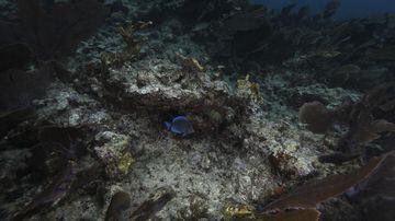 Um peixe-espiga azul nada entre corais perto de Key Largo, na Flórida, em 29 de novembro do ano passado.