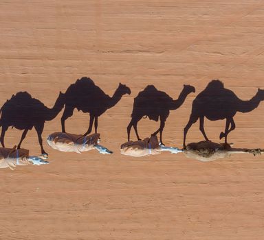 Imagem aérea feita por um drone de camelos no deserto