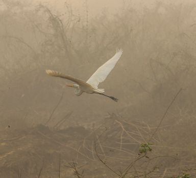 Animais não encontram refúgio em meio às queimadas no Pantanal.