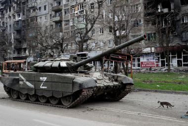 Um gato caminha ao lado de um tanque de tropas pró-Rússia em frente a um prédio danificado na cidade portuária de Mariupol, no sul da Ucrânia, em 19 de abril de 2022