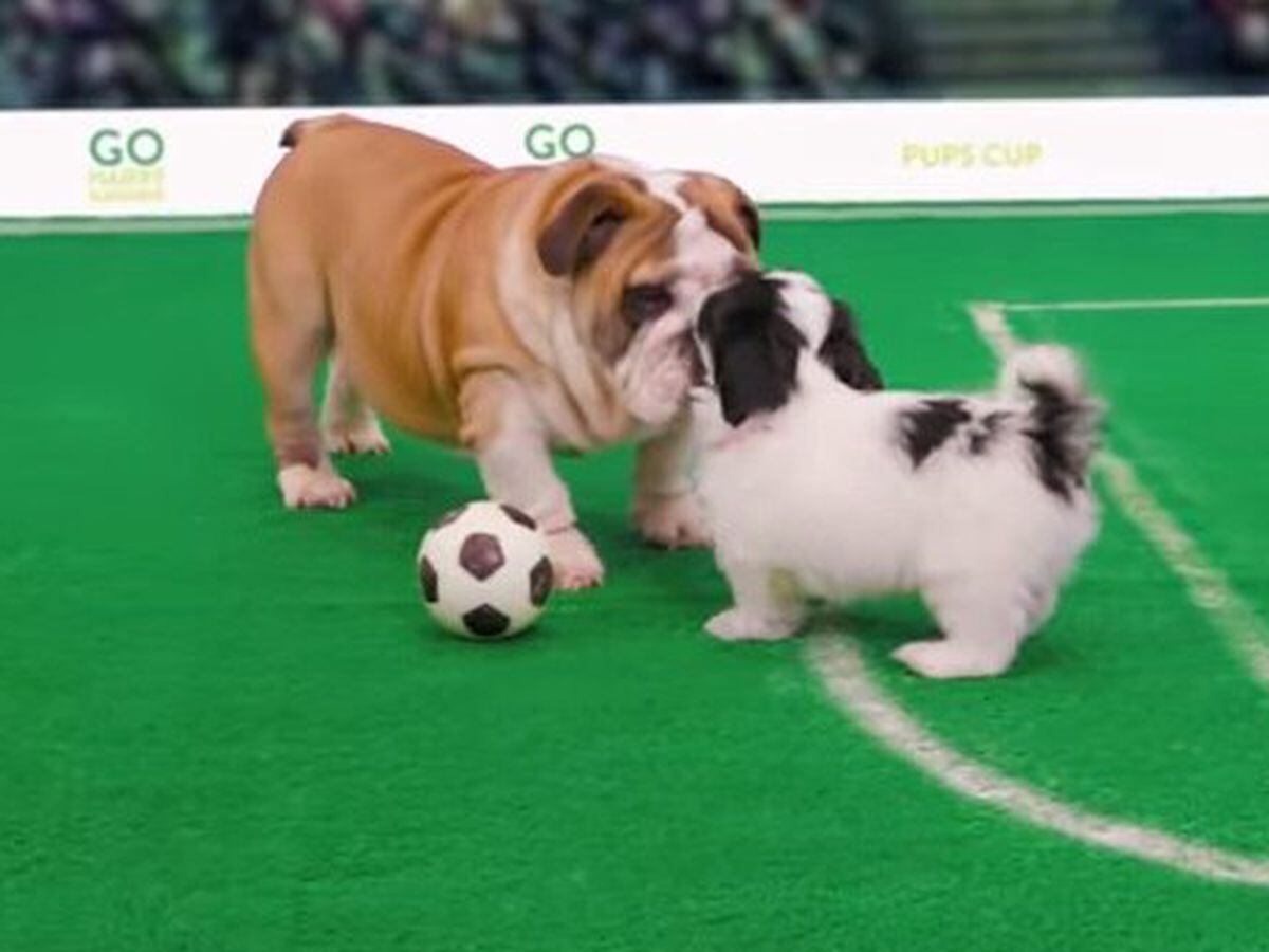 O cachorro joga futebol com o anfitrião, pastor alemão brincando