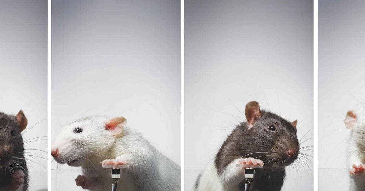 Lab mice became addicted to taking selfies after the experiment;  look at the pictures