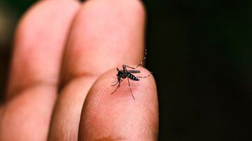 Dengue, como se proteger nos treinos e provas. Foto: Governo de São Paulo