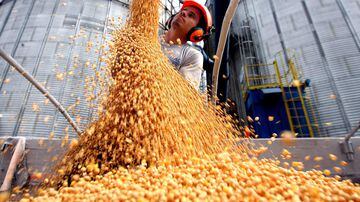 Produção de soja pode ser afetada pela proibição do uso de agrotóxico pelo Ibama, dizem produtores agrícolas
