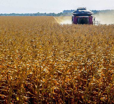 O milho não está em falta no mercado brasileiro, mas o alto preço preocupa governo e produtores.