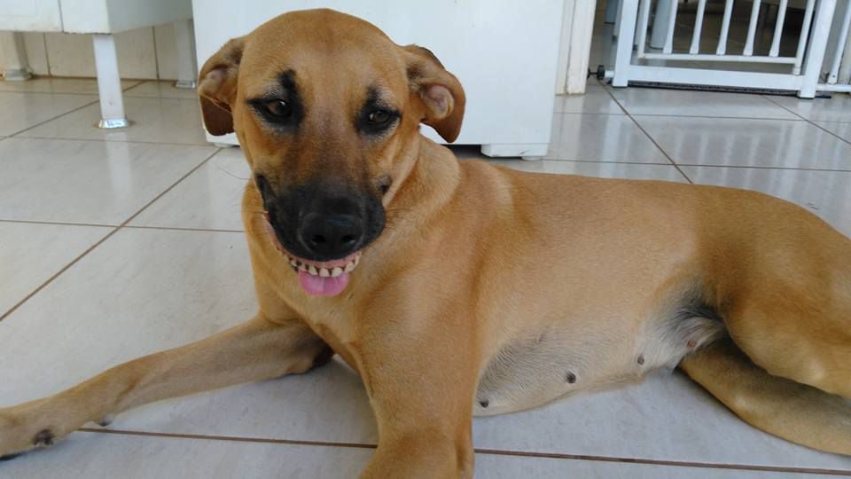 Cadela pega dentadura enquanto avó de sua dona cochila após o almoço: 'Bem  sorrateira' - Brasil - Extra Online