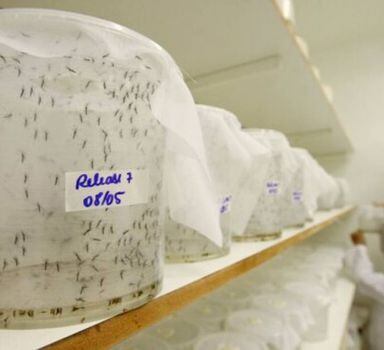 'Aedes' transgênico será avaliado em agosto em Piracicaba