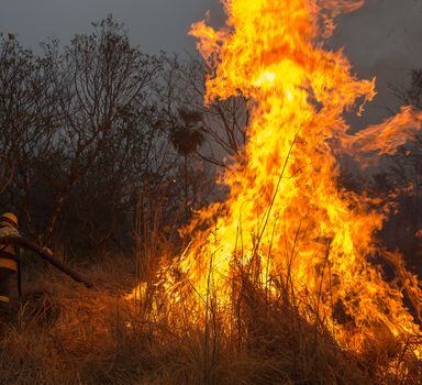Até domingo, 29, Pantanal havia registrado 1.463 focos de incêndioem agosto