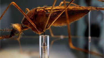 A malária pode ser eliminada em partes da África em questão de 15 anos, segundo biólogos que editaram genes de mosquito. Foto: Stefan Wermuth/Reuters