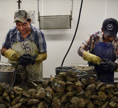 Os imigrantes Adan Pozos Lopes (E) e Rafael Ramirez Cortez têm o visto H-2B e trabalham com ostras em Maryland