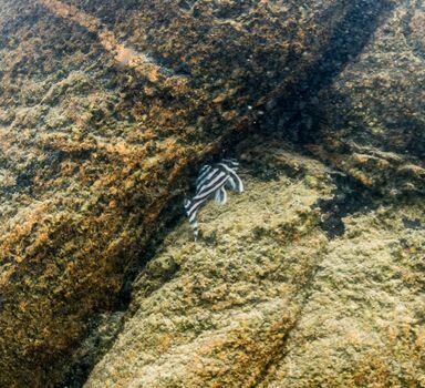 O acari-zebra (Hypancistrus zebra) éuma das espécies endêmicas que vivem na região deVolta Grande, no Rio Xingu. Criticamente ameçadode extinção, e apreciada como peixe ornamental, corre o risco de desaparecer com o funcionamento da usina de Belo Monte
