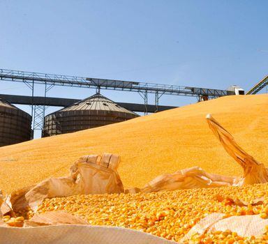 A primeira safra de milho deve atingir aumento de 4,7% a 10,4%