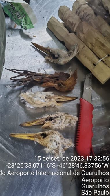 Cabeças de pássaros mortos apreendidas eram um risco pela possibilidade de transmissão de doenças