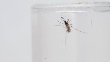 Chikungunya é transmitida pela picada do mosquito Aedes aegypti; sintomas aparecem em um período de dois a dez dias